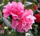 Camellia_1.jpg