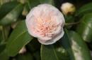 Camellia_2.jpg