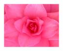 Camellia_April_2005_010.jpg