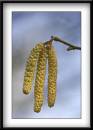 Catkin1.jpg