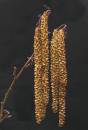 Catkins3.jpg