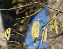 Catkins_Flowers.jpg