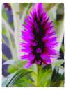 Celosia.jpg
