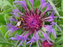 Centaurea_and_bee.jpg