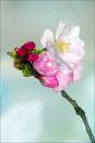 Cherry_Blossom1.jpg