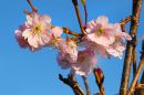 Cherry_Blossom10.jpg