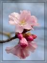Cherry_Blossom2.jpg