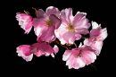 Cherry_Blossom4.jpg