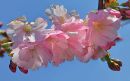 Cherry_Blossom7.jpg