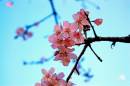 Cherry_Blossom_1_without_watermark_v2_Medium_.jpg