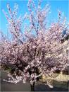 Cherry_Tree.jpg