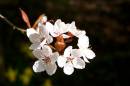 Cherry_blossom3.jpg