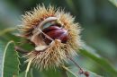 Chestnuts_on_the_tree_just_before_they_drop_.jpg