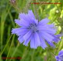 ChicoryDSCN7345_3.JPG