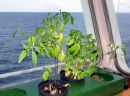 Chilli_Basil_Leaves_a_cool_taste.JPG