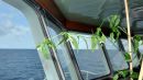 Chilli_plant_Leaves_the_bridge.JPG