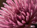 Chrysanthe_Bloom_.jpg