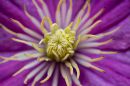 Clematis-1.jpg