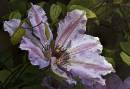 Clematis.jpg