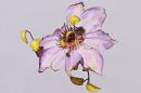 Clematis12.jpg