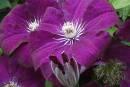Clematis2.jpg