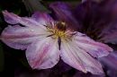 Clematis5.jpg