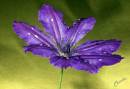 Clematis_Blue.jpg