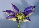 Clematis_copy.jpg