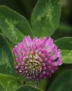 Clover.jpg