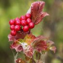 Cobwebs_and_Berries.jpg