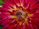 Colour_explosion-1.jpg