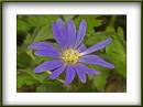 Common_Blue_Anemone.jpg