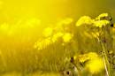 Common_Ragwort.jpg