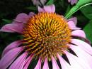 Coneflower.jpg
