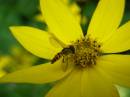 Coreopsis_and_insect.jpg