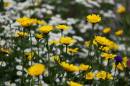 Corn_Marigolds_6th_July_2010.jpg