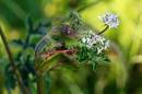 Cow_Parsley_mother_die_.jpg