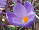 Crocus1.jpg