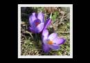 Crocus2.jpg