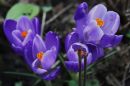 Crocus3.jpg