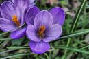 Crocus4.jpg