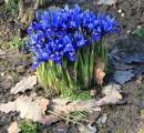 Crocuses.jpg
