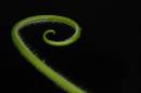 Curl3.jpg