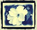 Cyanotype_style.jpg