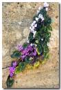Cyclamen-flowers.jpg