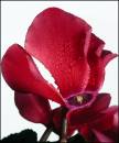 Cyclamen1.jpg