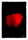 Cyclamen3.jpg