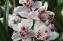 Cymbidium.jpg