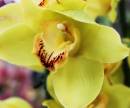 Cymbidium1.jpg
