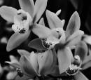 Cymbidium2.jpg